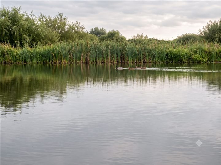 Reedmace Water — bulrush along the far bank with ducks